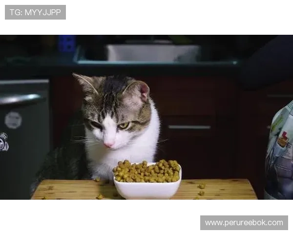 博猫体育用户评价与口碑分析：真实用户体验助你做出明智选择